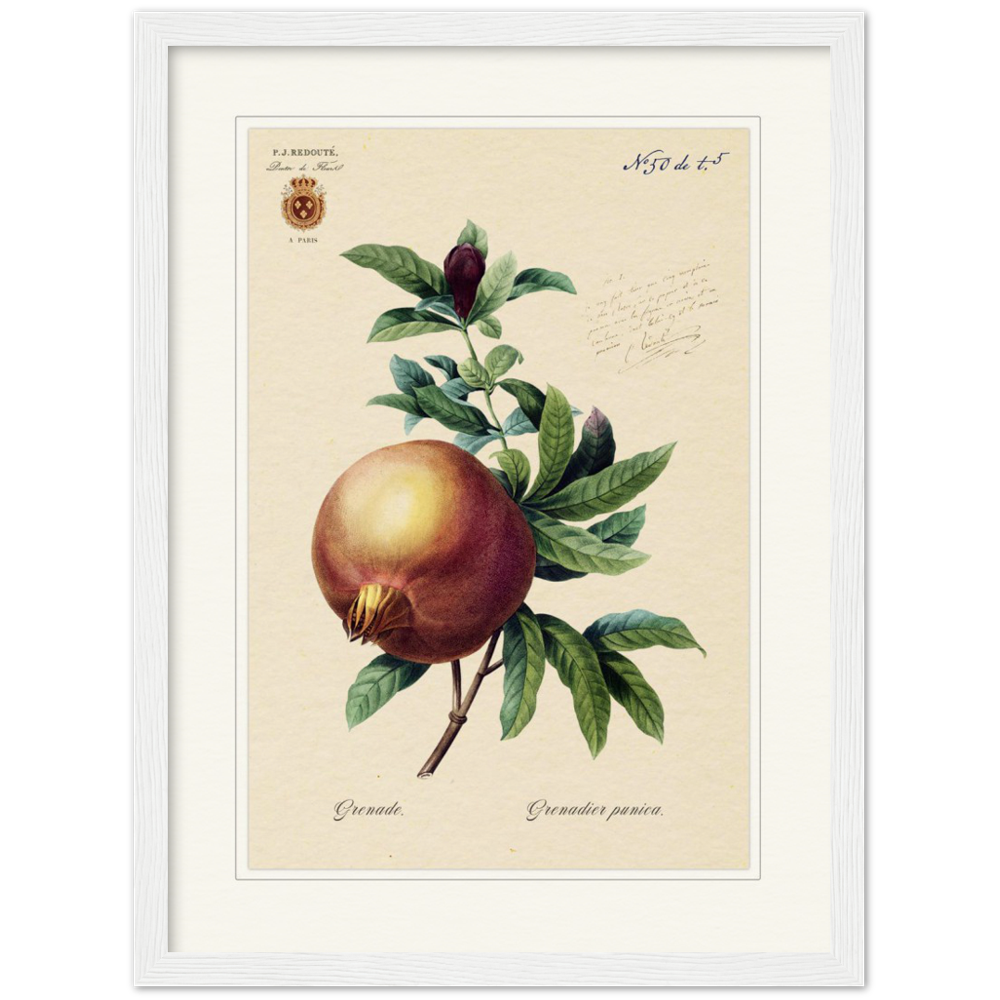 Pomegranate