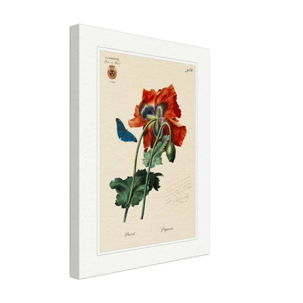 Red Poppies