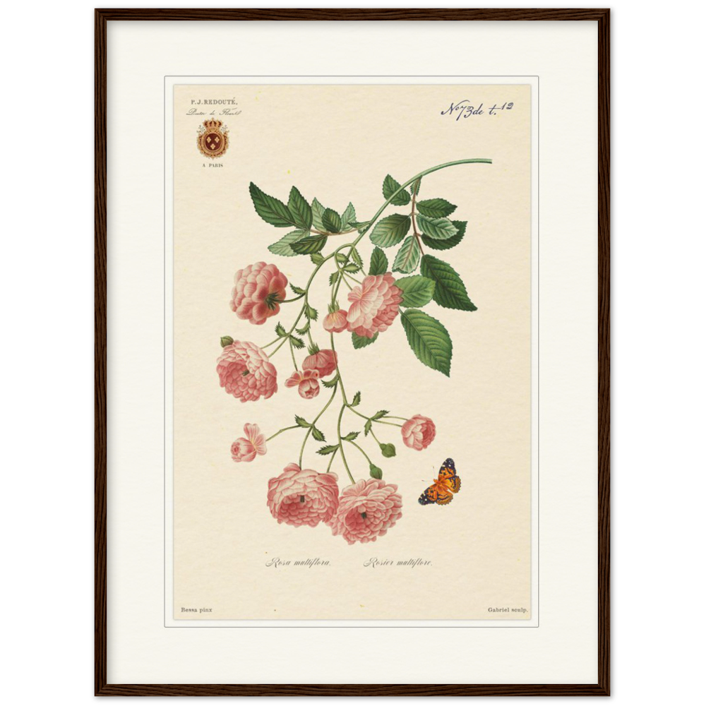 Japanese red rose, framed botanical print by Redoute. Pierre-Joseph Redouté, floral, flowers, art, wall art, flower prints, botanical, illustration, plants, roses