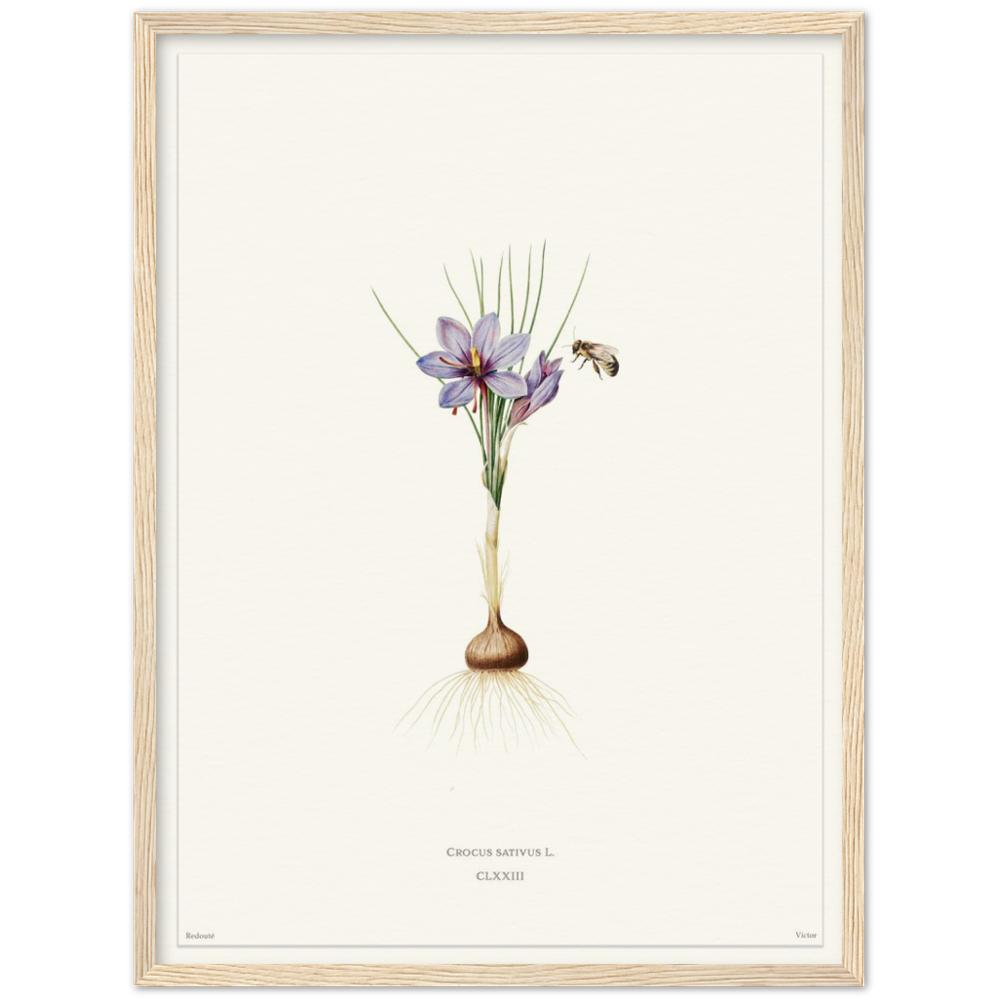 Saffron crocus by Redouté, édition blanc CLXXIII