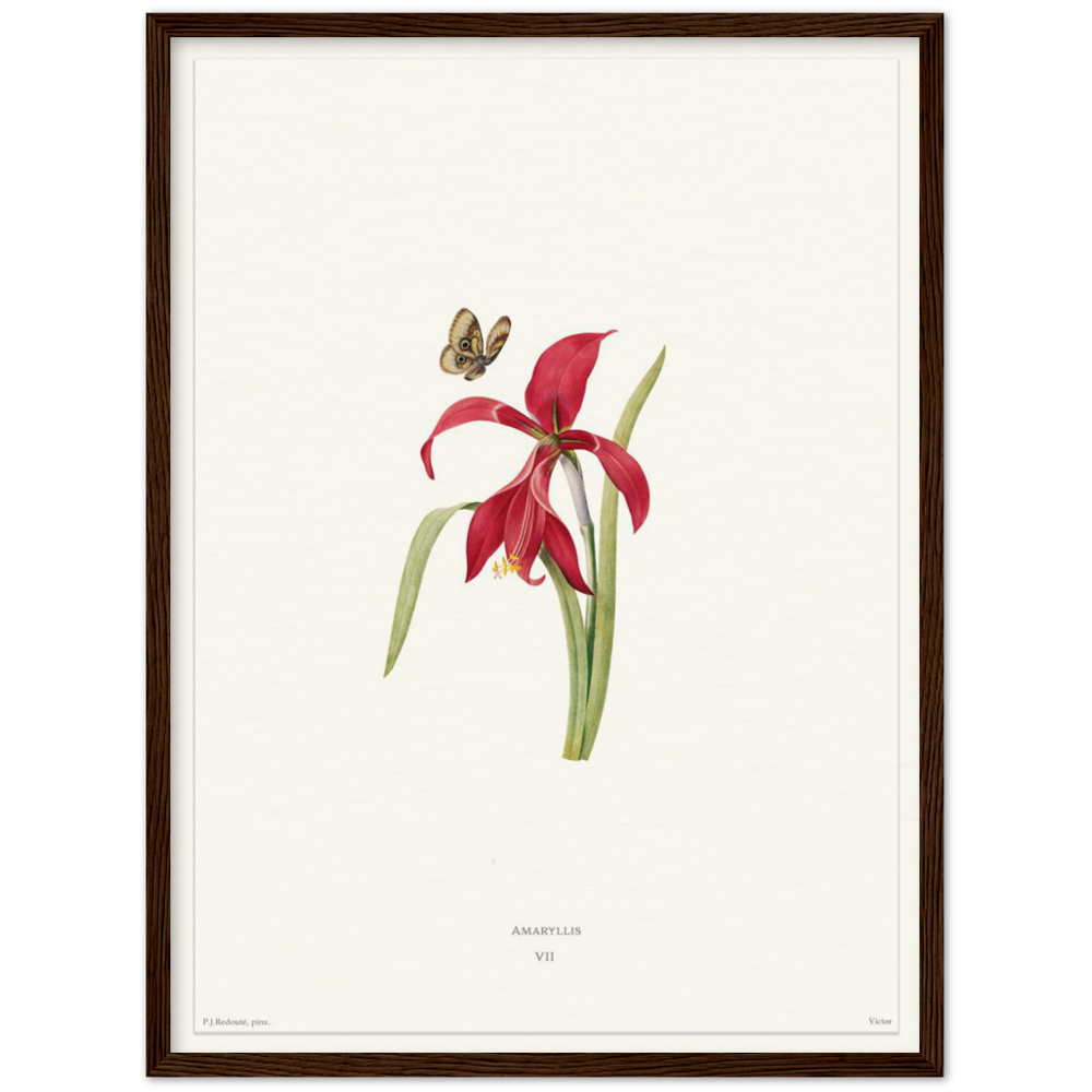 Pierre-Joseph Redouté, floral, flowers, art, wall art, flower prints, botanical, illustration, plants, roses