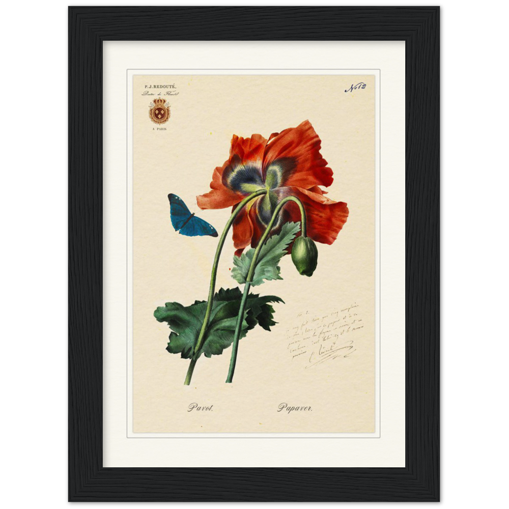 Red Poppies