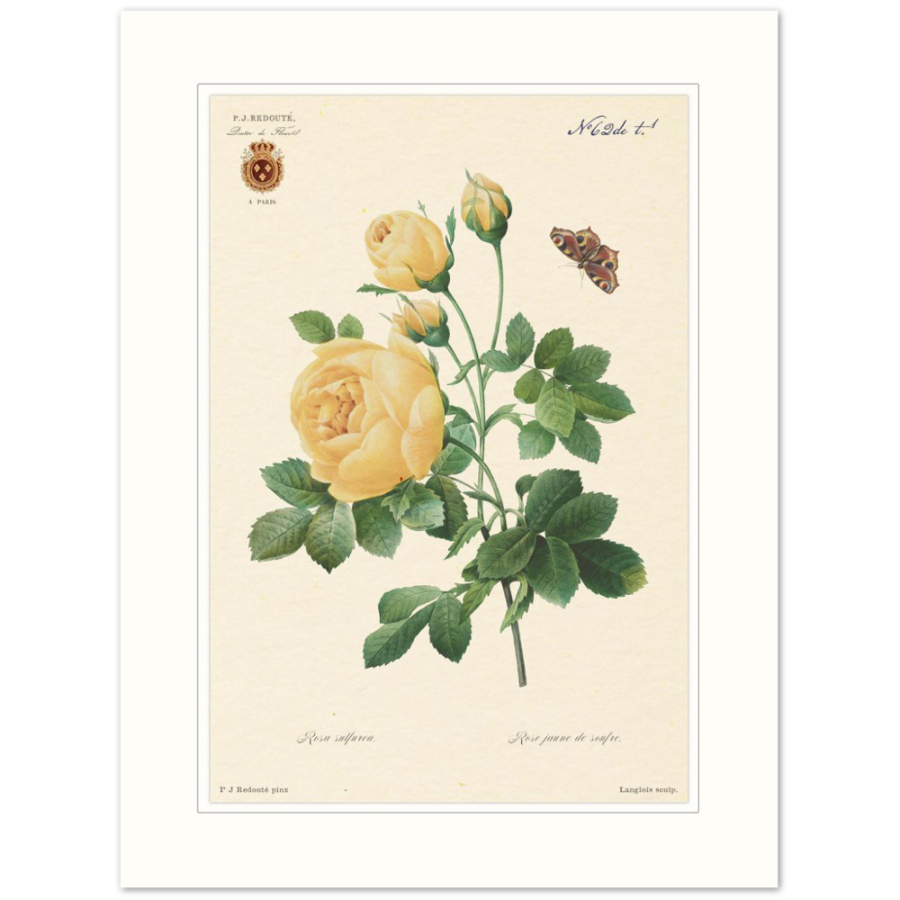 Yellow rose by Langlois and Redouté (édition classique)