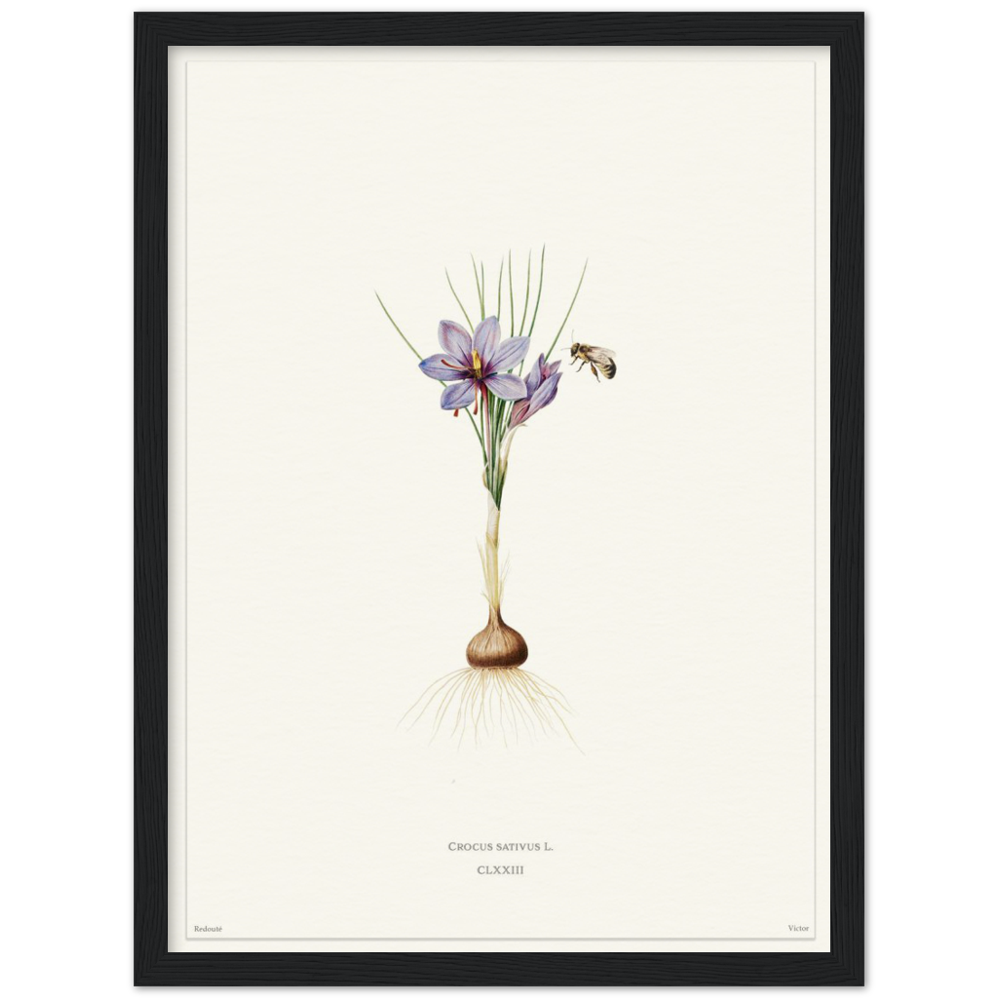 Saffron crocus by Redouté, édition blanc CLXXIII