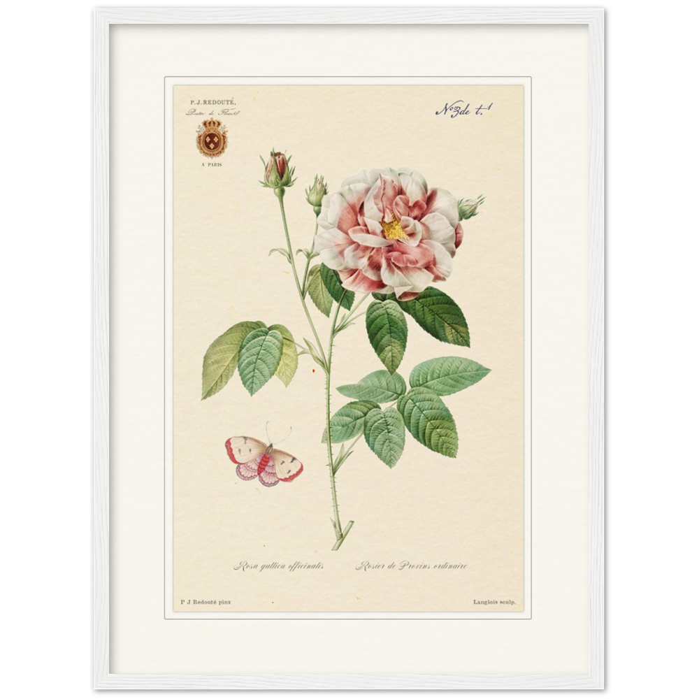 French Provencal Rose by Redouté, édition classique