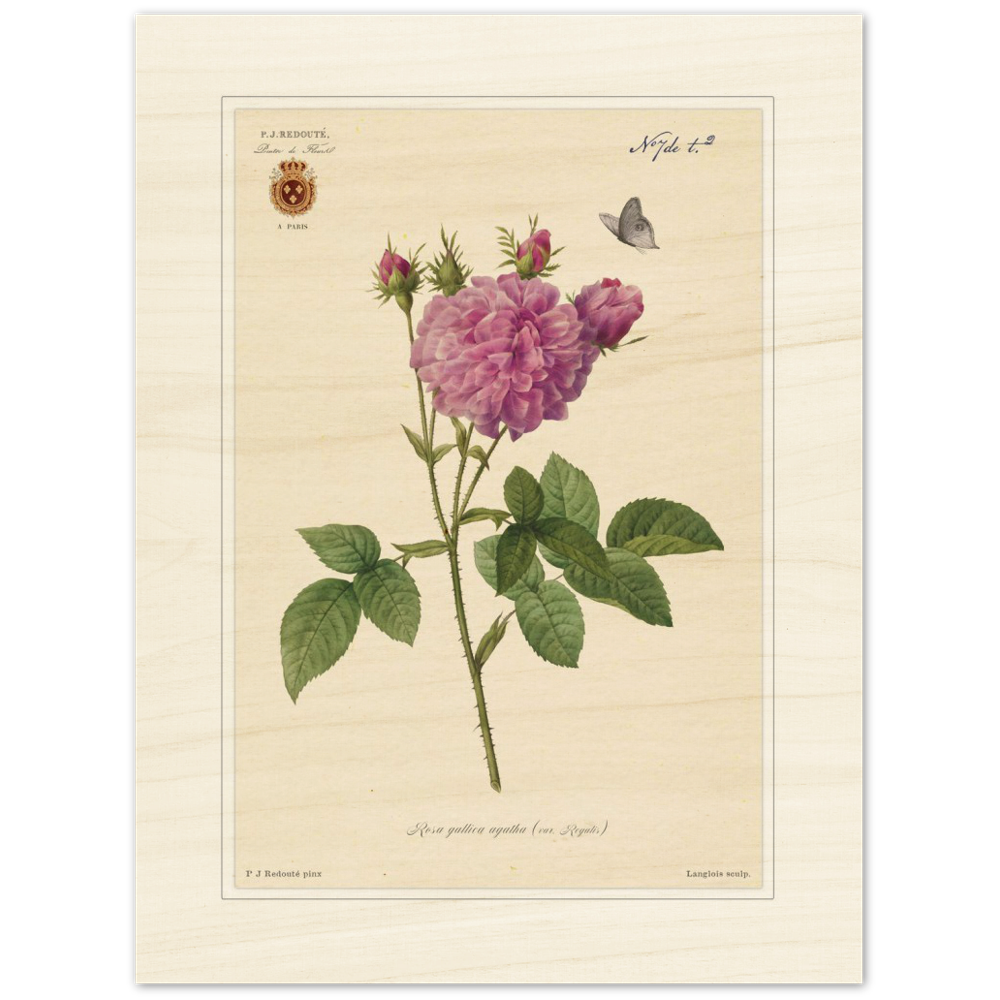 Pierre-Joseph Redouté, floral, flowers, art, wall art, flower prints, botanical, illustration, plants, roses