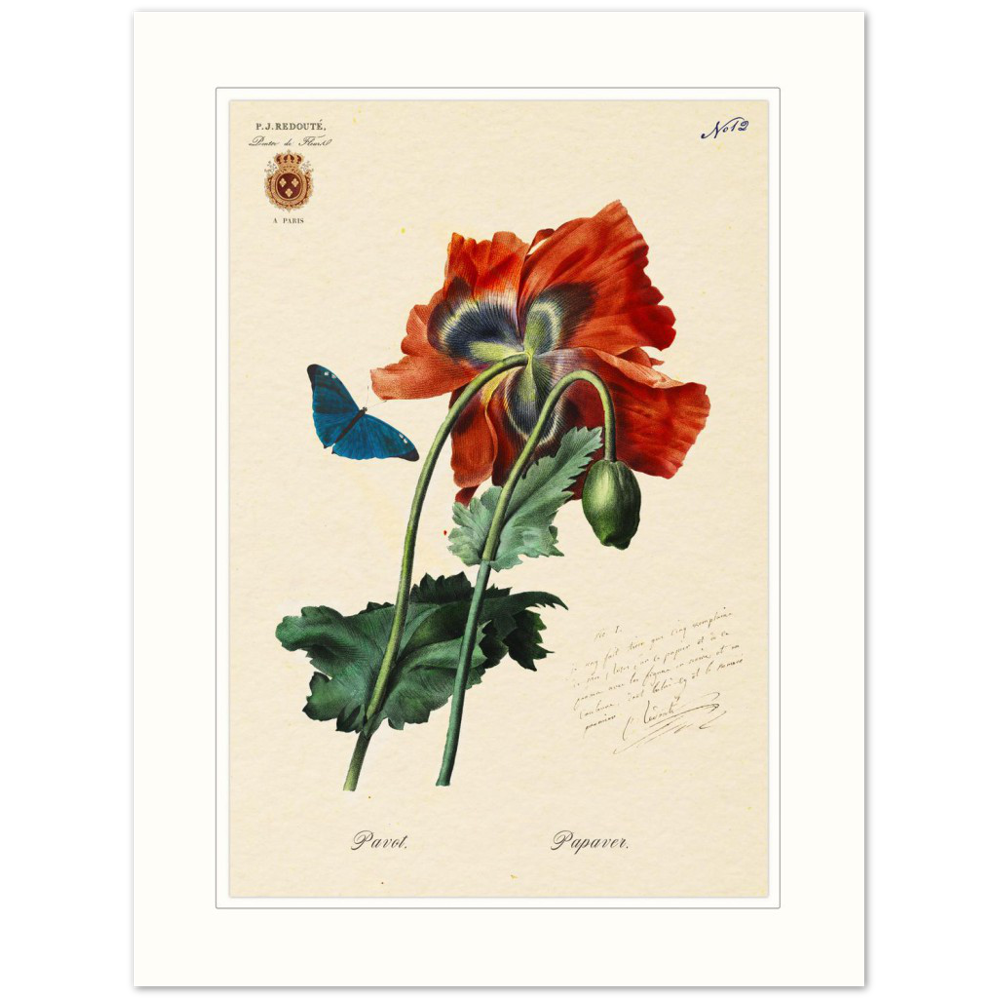 Red Poppies