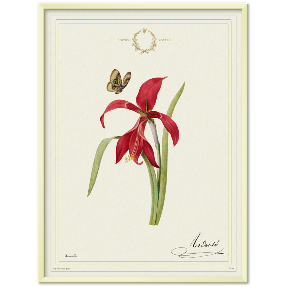 Pierre-Joseph Redouté, floral, flowers, art, wall art, flower prints, botanical, illustration, plants, roses