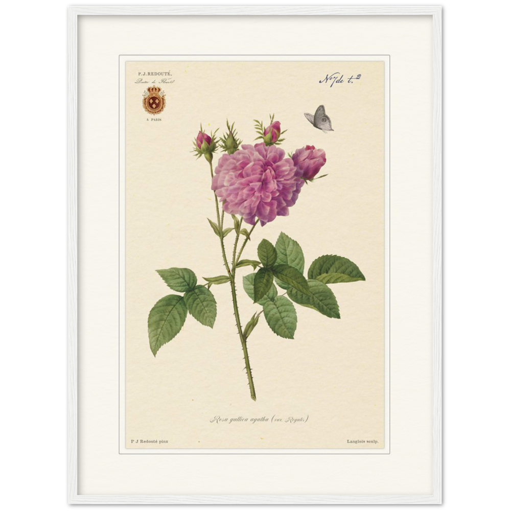 Pierre-Joseph Redouté, floral, flowers, art, wall art, flower prints, botanical, illustration, plants, roses