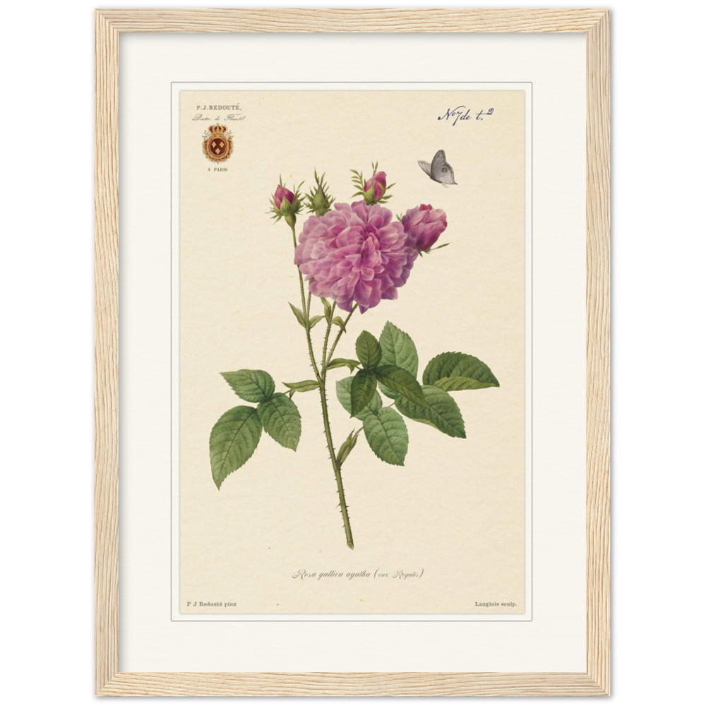 Pierre-Joseph Redouté, floral, flowers, art, wall art, flower prints, botanical, illustration, plants, roses