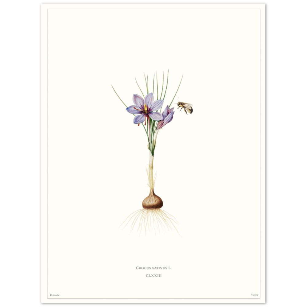 Saffron crocus by Redouté, édition blanc CLXXIII