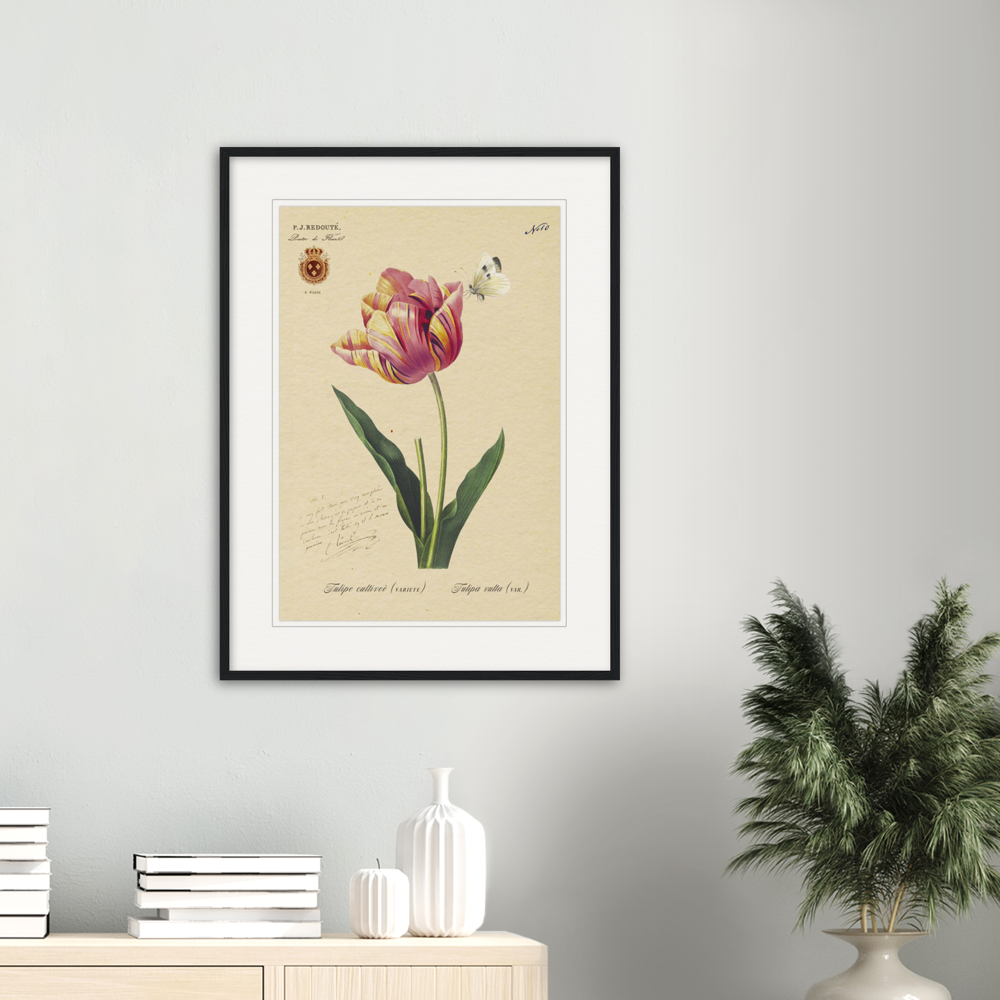 Triumph Tulip