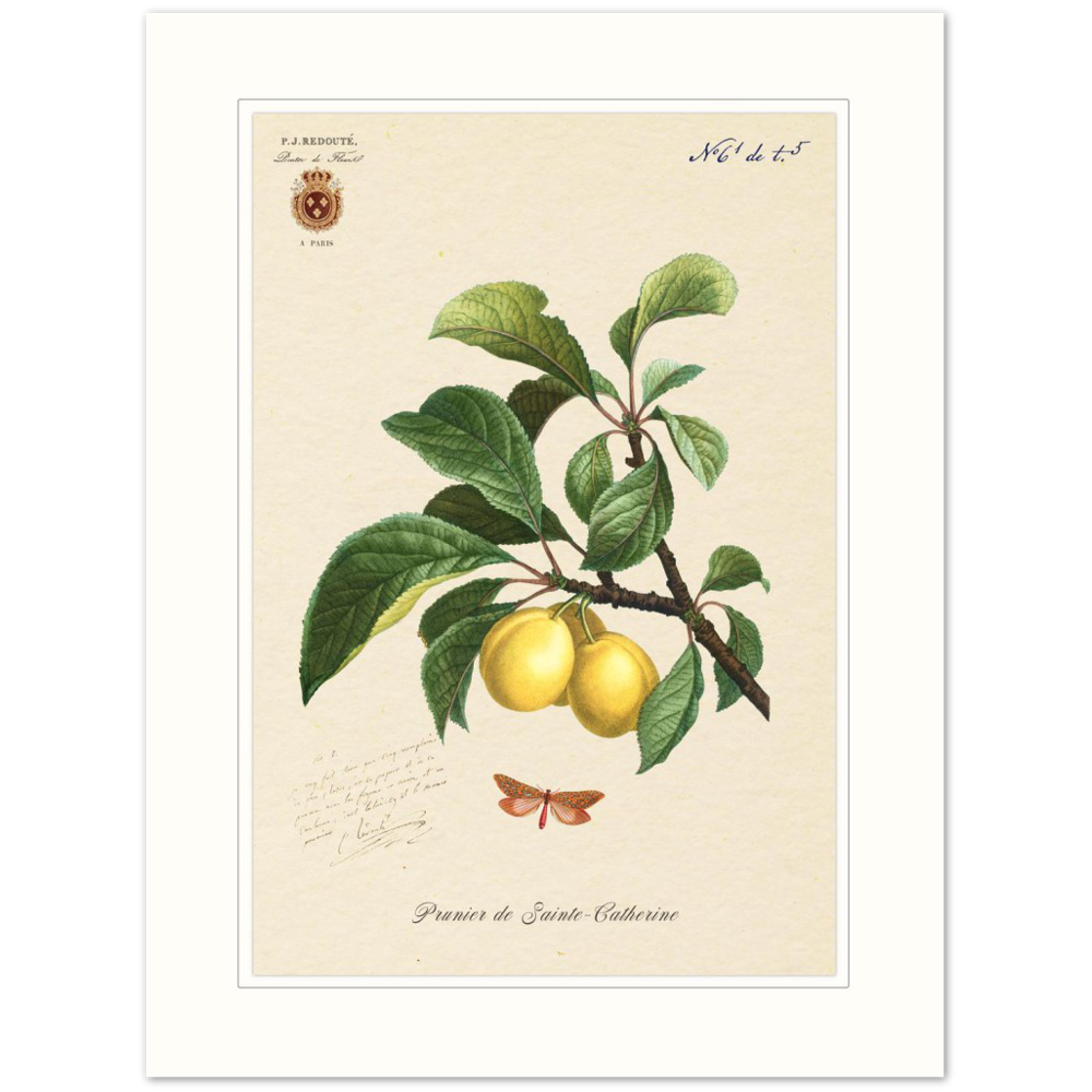 Plum of Saint Catherine, 1824 (édition classique)