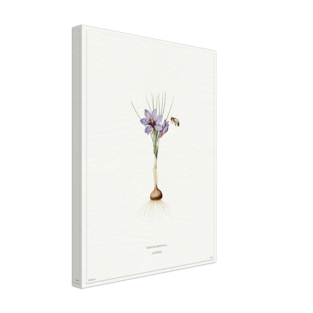 Saffron crocus by Redouté, édition blanc CLXXIII