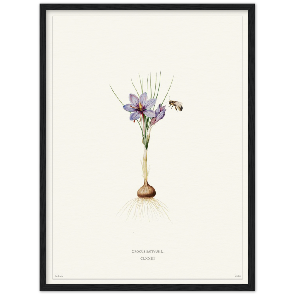 Saffron crocus by Redouté, édition blanc CLXXIII