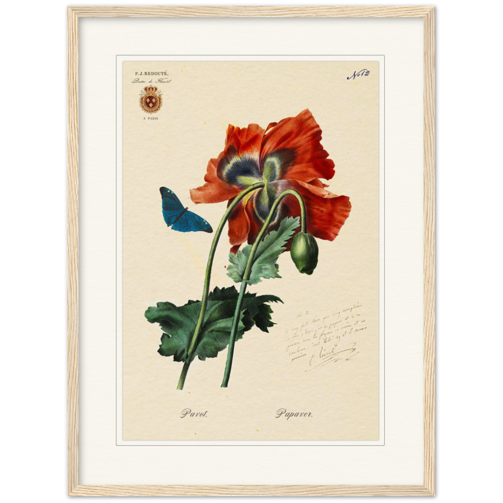 Red Poppies