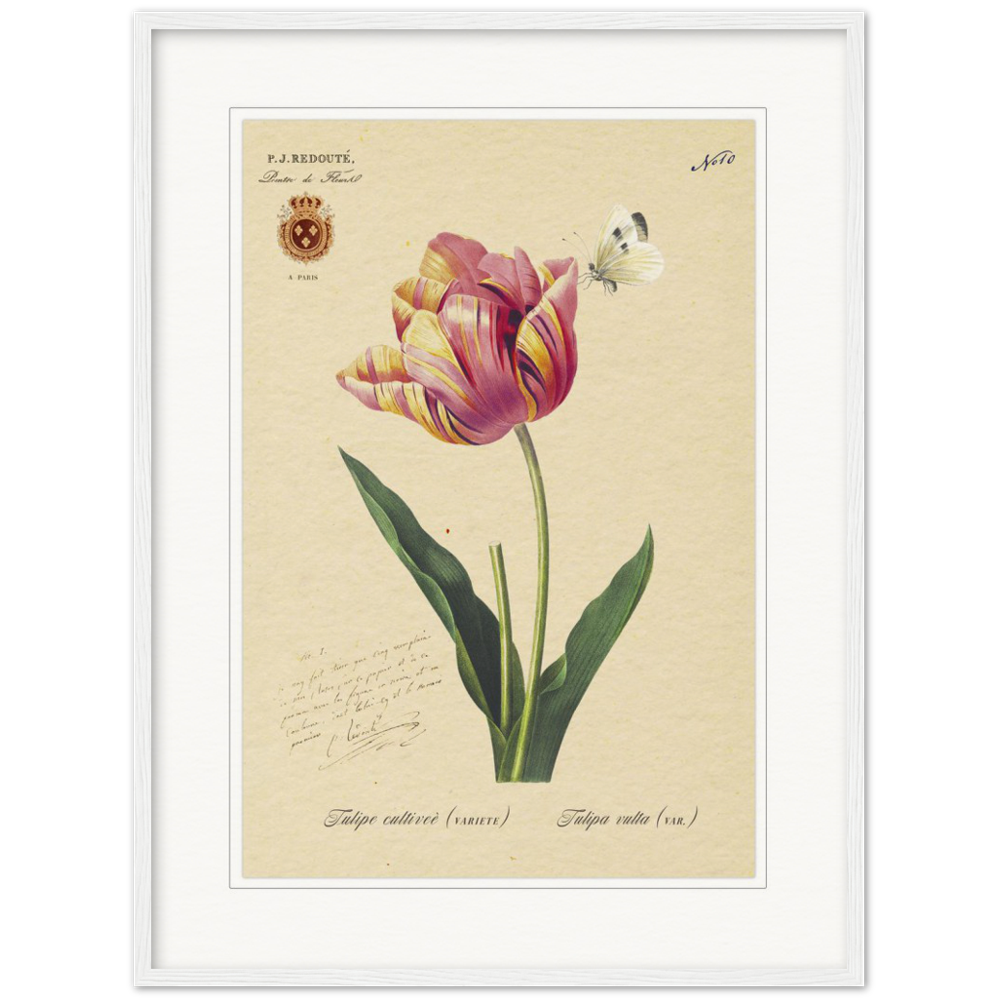 Triumph Tulip