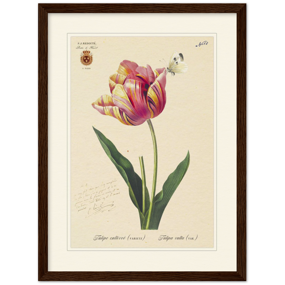 Triumph Tulip III