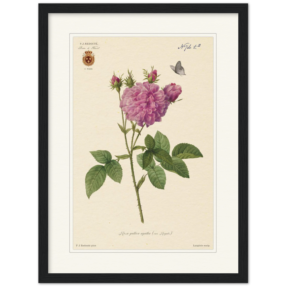 Pierre-Joseph Redouté, floral, flowers, art, wall art, flower prints, botanical, illustration, plants, roses