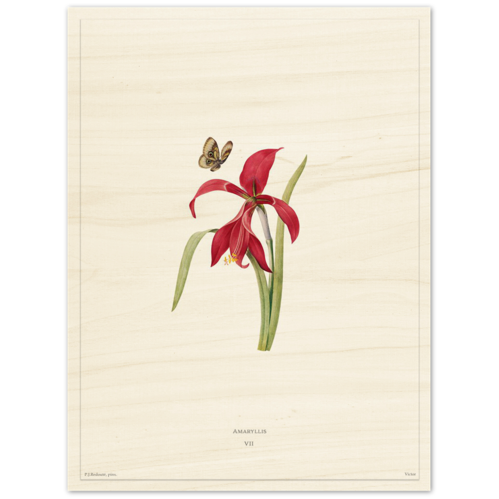 Pierre-Joseph Redouté, floral, flowers, art, wall art, flower prints, botanical, illustration, plants, roses