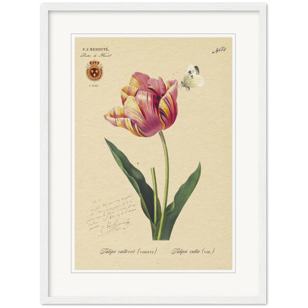 Triumph Tulip
