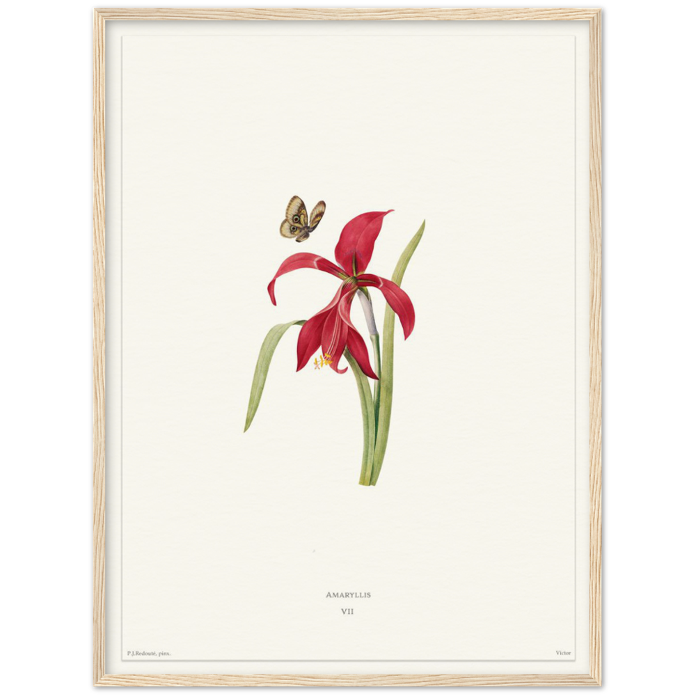 Pierre-Joseph Redouté, floral, flowers, art, wall art, flower prints, botanical, illustration, plants, roses