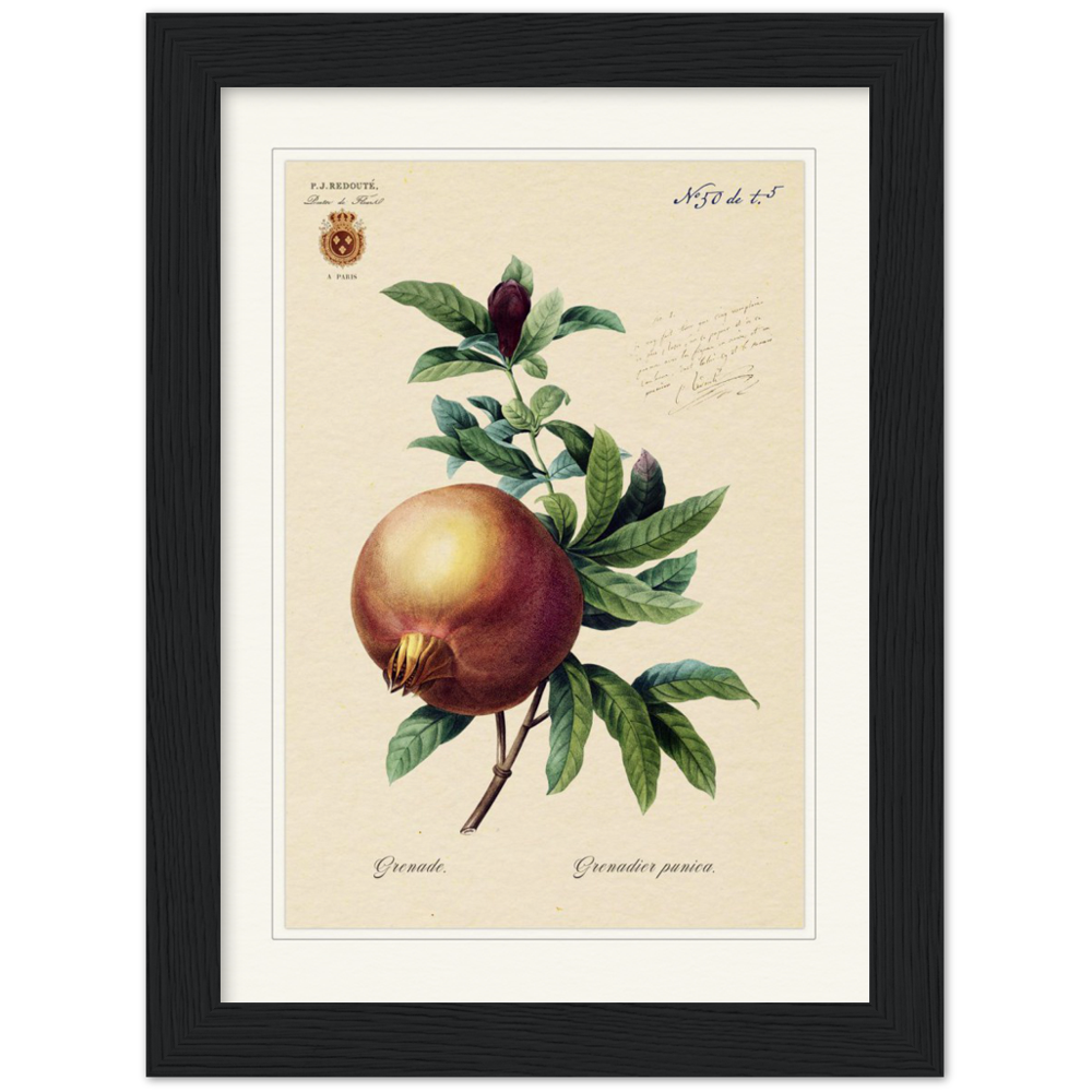 Pomegranate