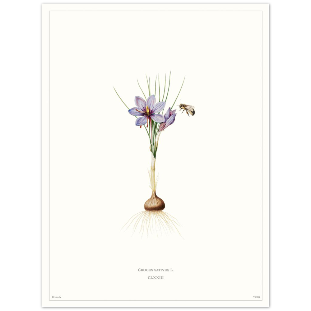 Saffron crocus by Redouté, édition blanc CLXXIII