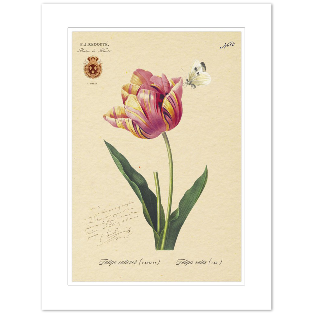 Triumph Tulip