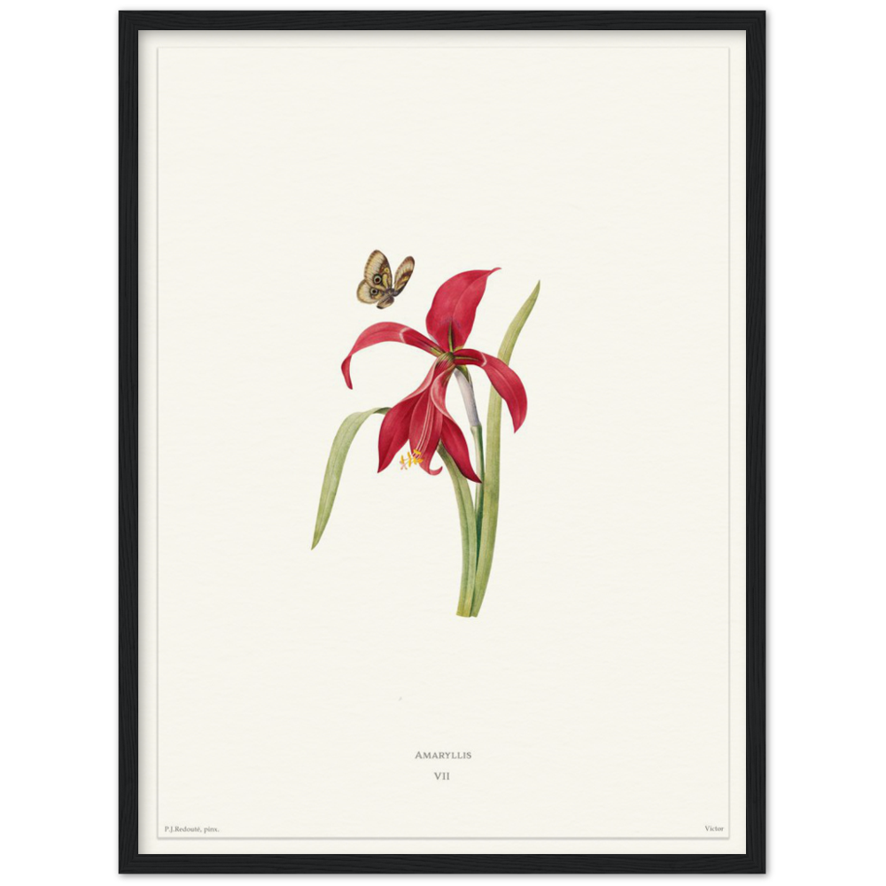 Pierre-Joseph Redouté, floral, flowers, art, wall art, flower prints, botanical, illustration, plants, roses