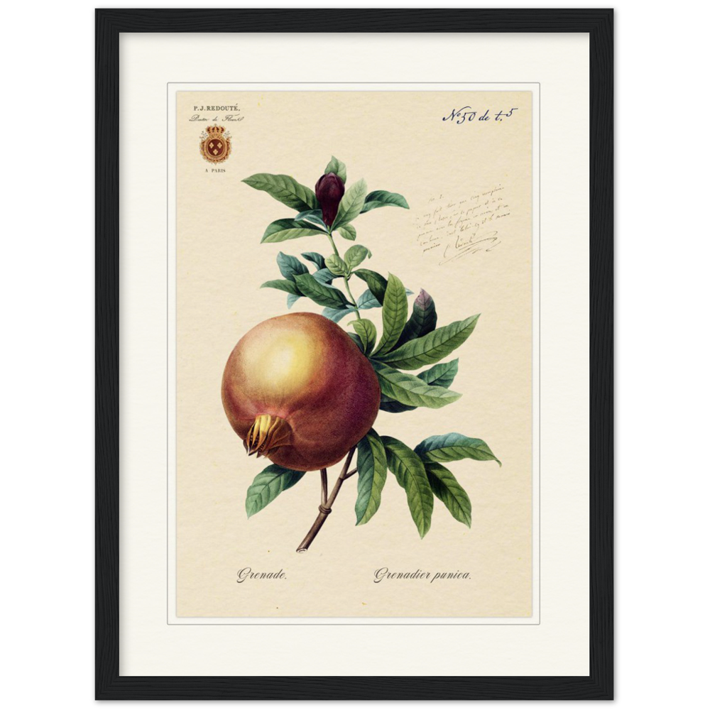 Pomegranate