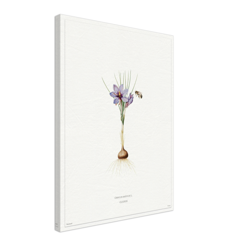 Saffron crocus by Redouté, édition blanc CLXXIII