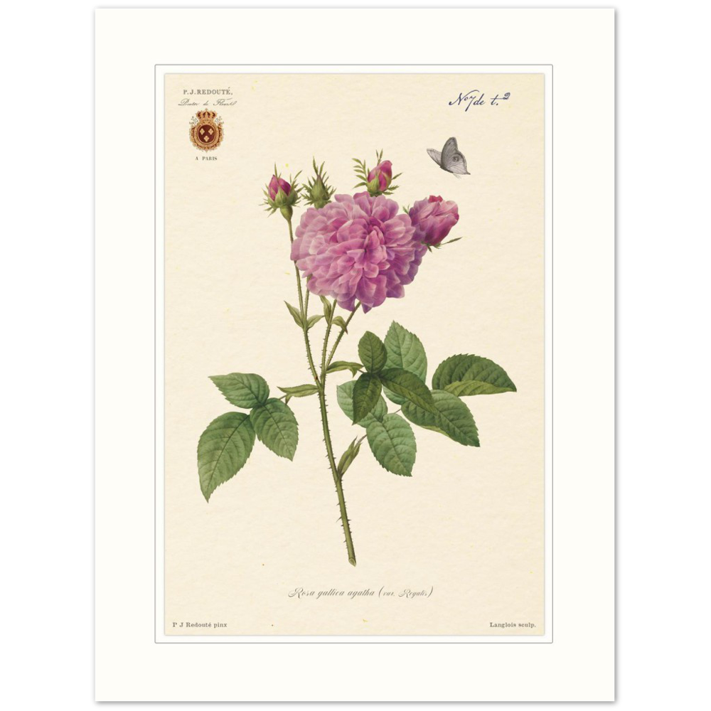 Pierre-Joseph Redouté, floral, flowers, art, wall art, flower prints, botanical, illustration, plants, roses