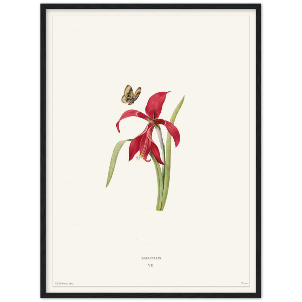 Pierre-Joseph Redouté, floral, flowers, art, wall art, flower prints, botanical, illustration, plants, roses