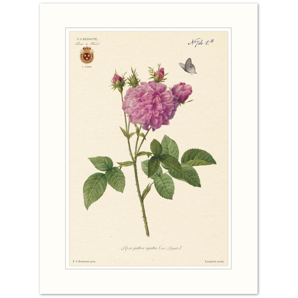 Pierre-Joseph Redouté, floral, flowers, art, wall art, flower prints, botanical, illustration, plants, roses
