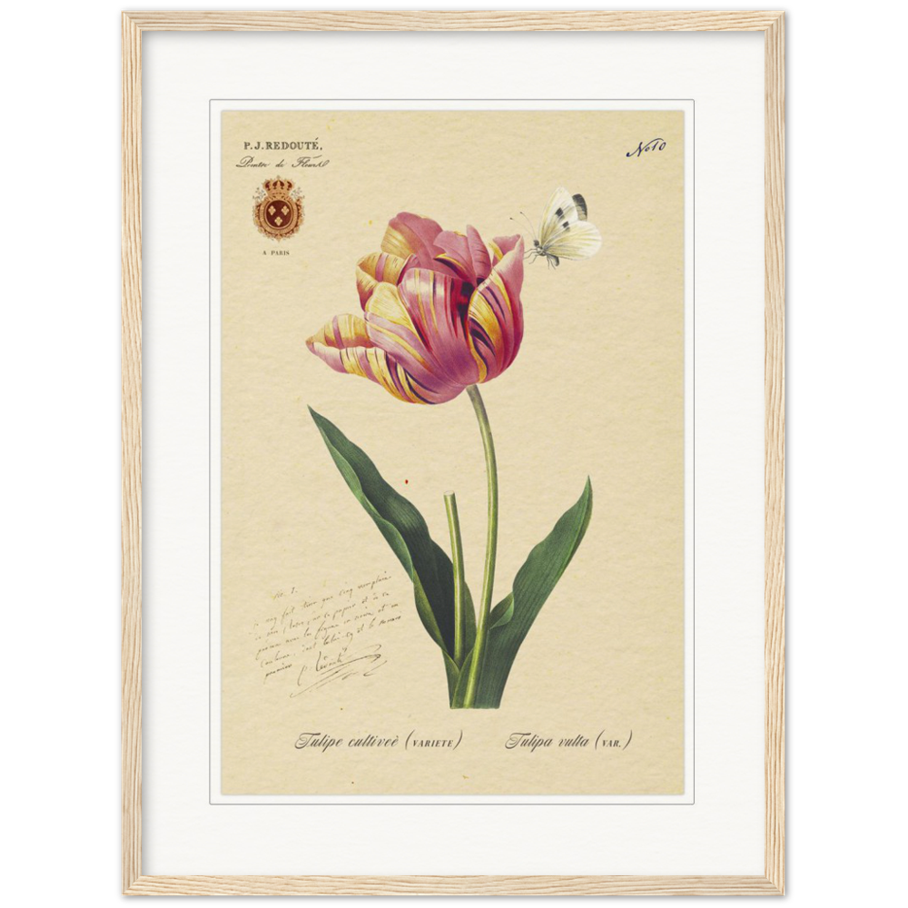 Triumph Tulip