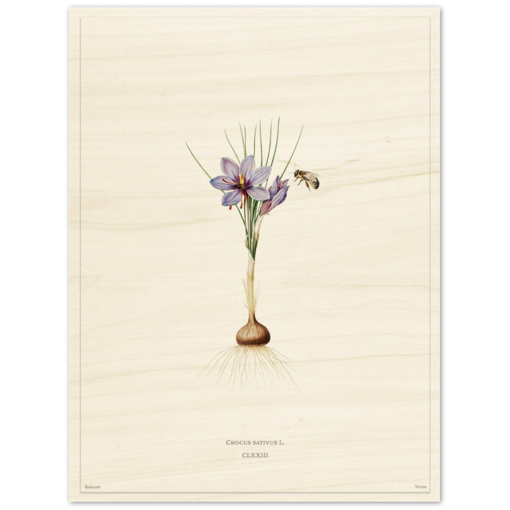 Saffron crocus by Redouté, édition blanc CLXXIII
