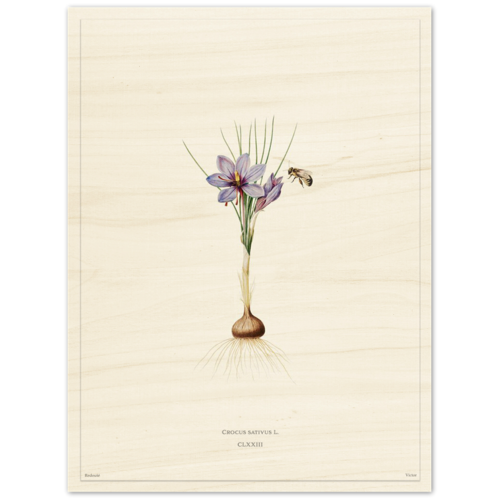 Saffron crocus by Redouté, édition blanc CLXXIII