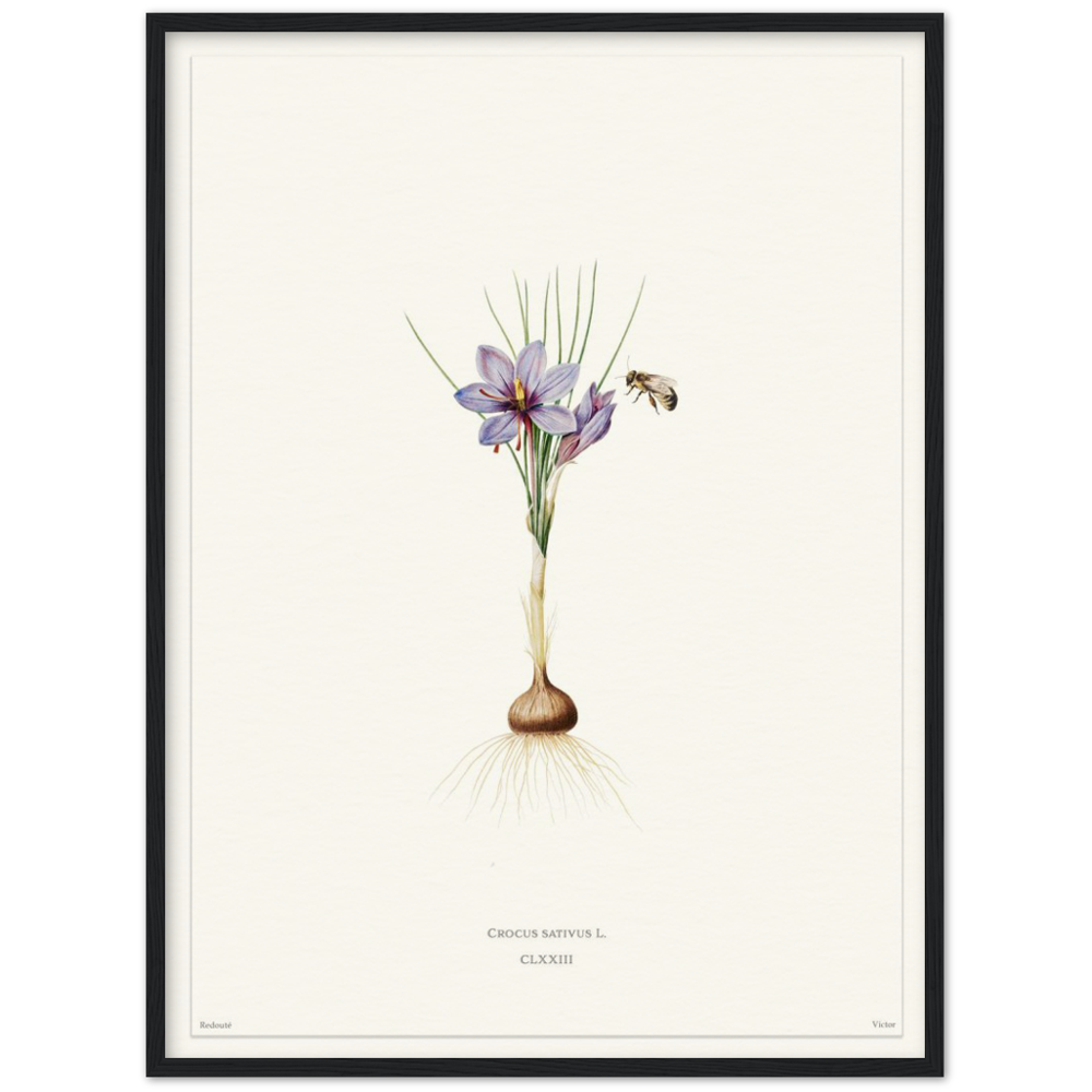 Saffron crocus by Redouté, édition blanc CLXXIII