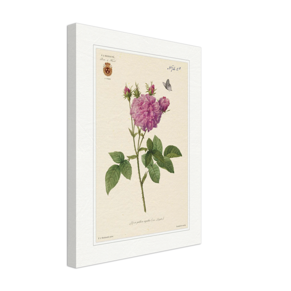 Pierre-Joseph Redouté, floral, flowers, art, wall art, flower prints, botanical, illustration, plants, roses