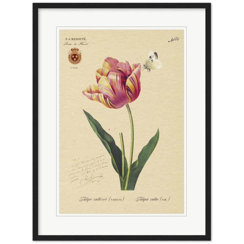 Triumph Tulip