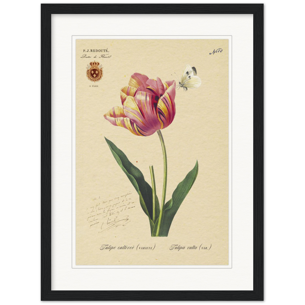 Triumph Tulip