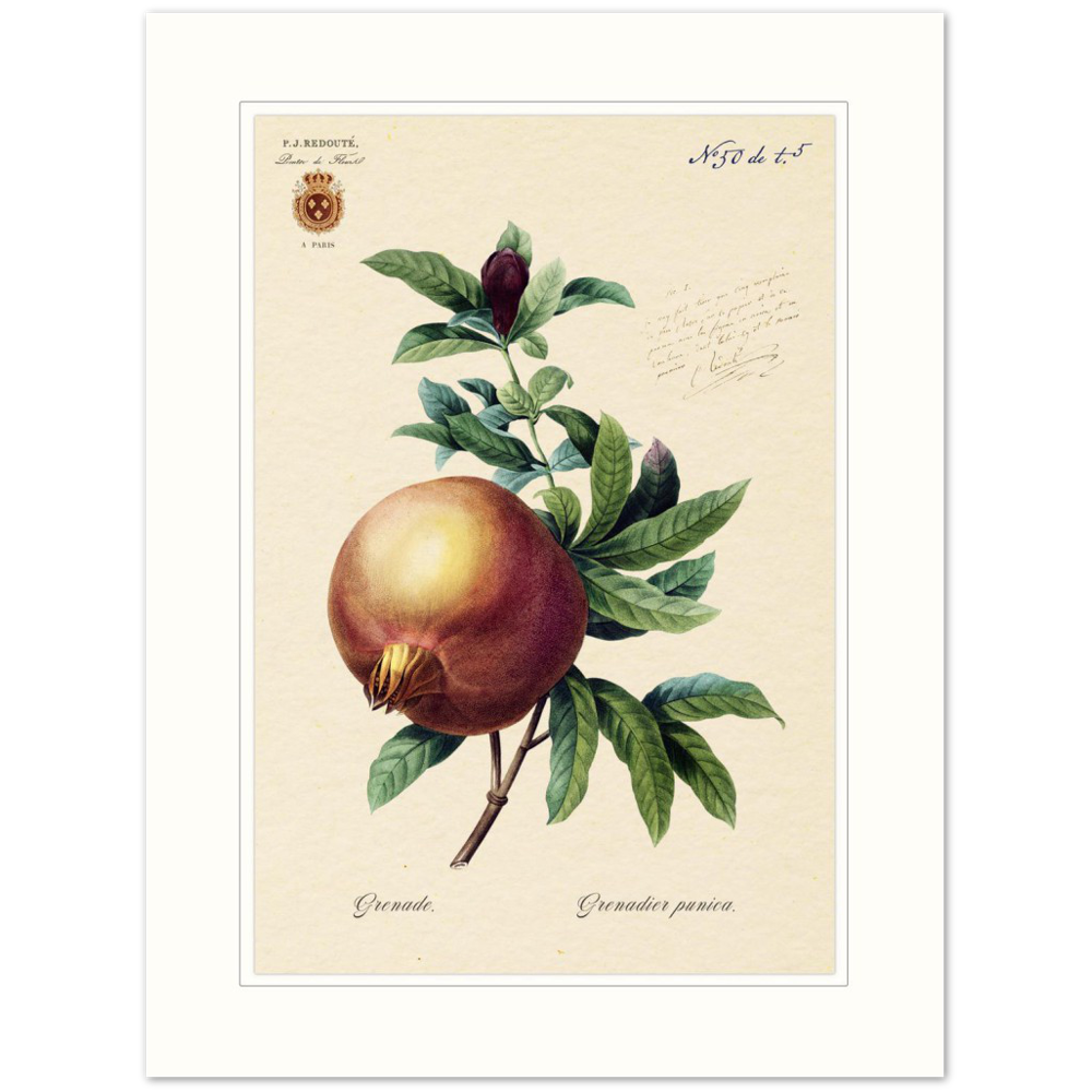 Pomegranate