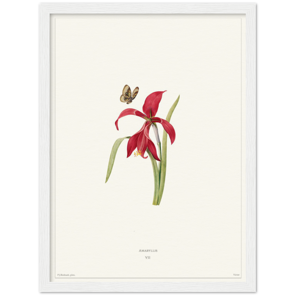 Pierre-Joseph Redouté, floral, flowers, art, wall art, flower prints, botanical, illustration, plants, roses