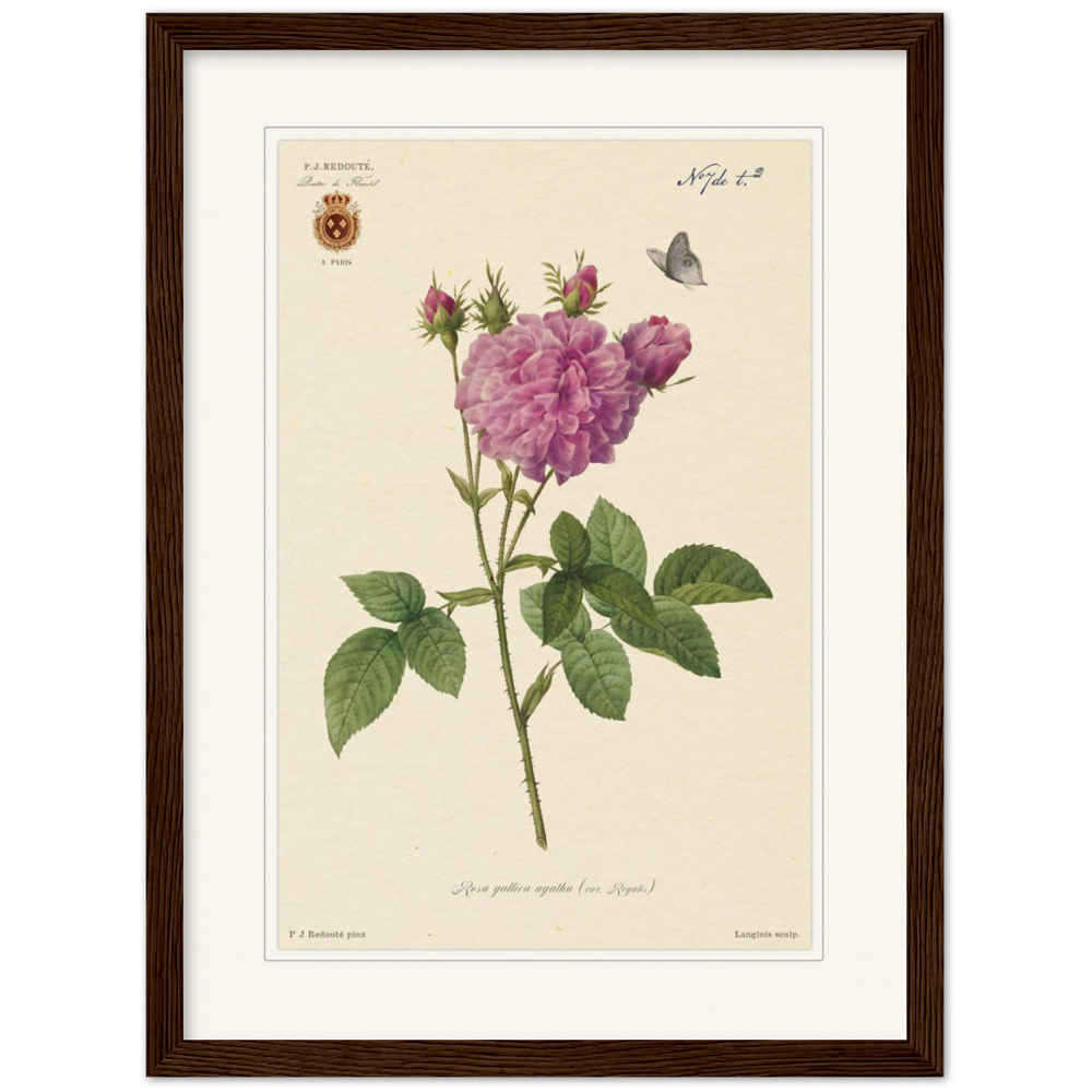 Pierre-Joseph Redouté, floral, flowers, art, wall art, flower prints, botanical, illustration, plants, roses