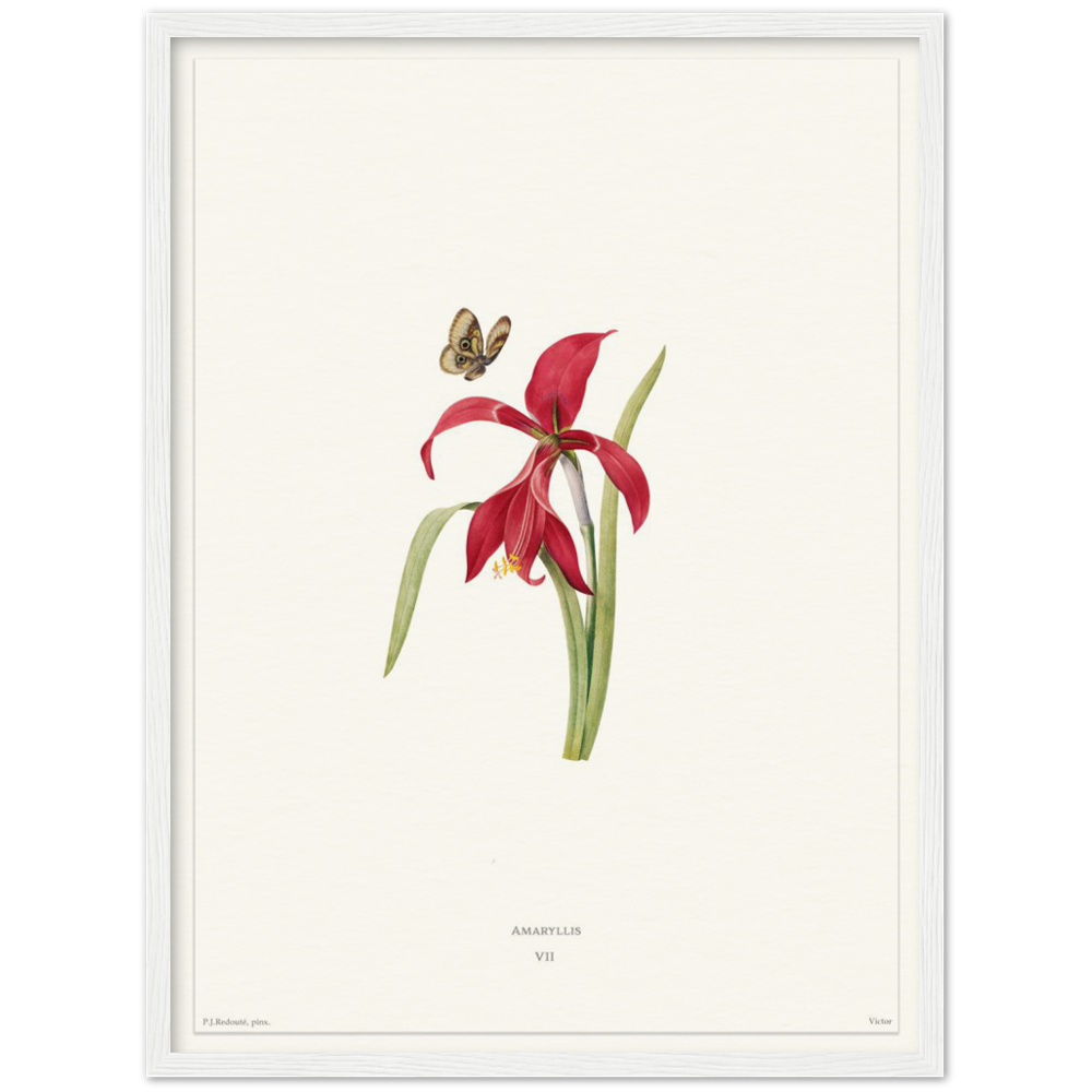 Pierre-Joseph Redouté, floral, flowers, art, wall art, flower prints, botanical, illustration, plants, roses