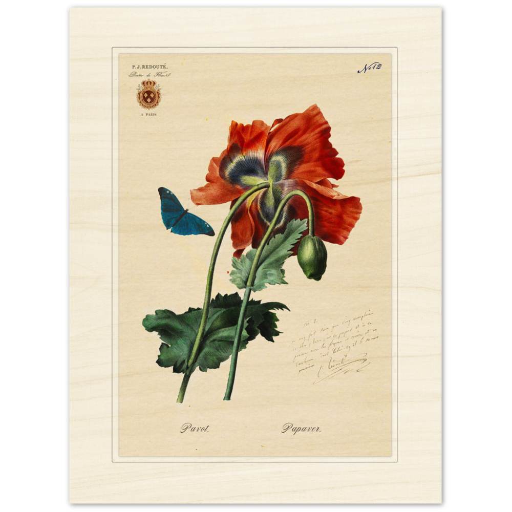 Red Poppies