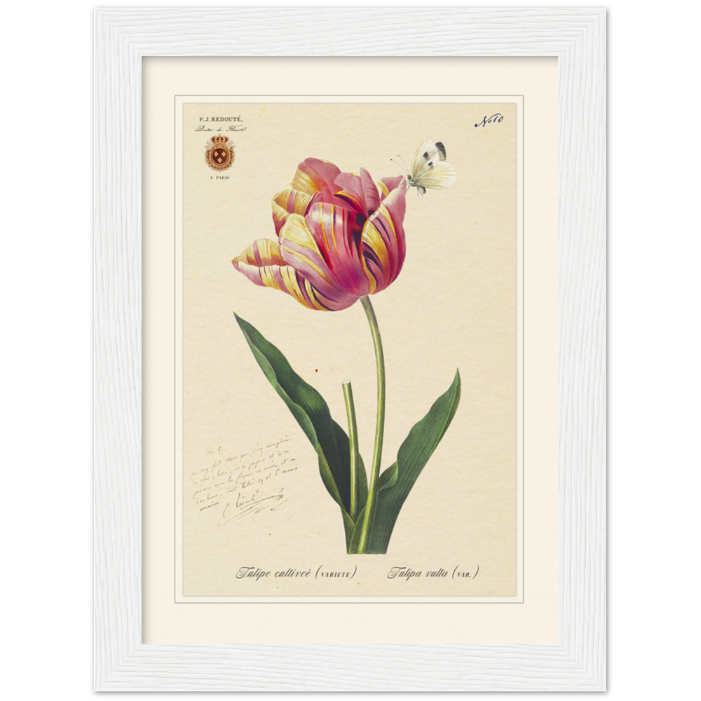 Triumph Tulip III