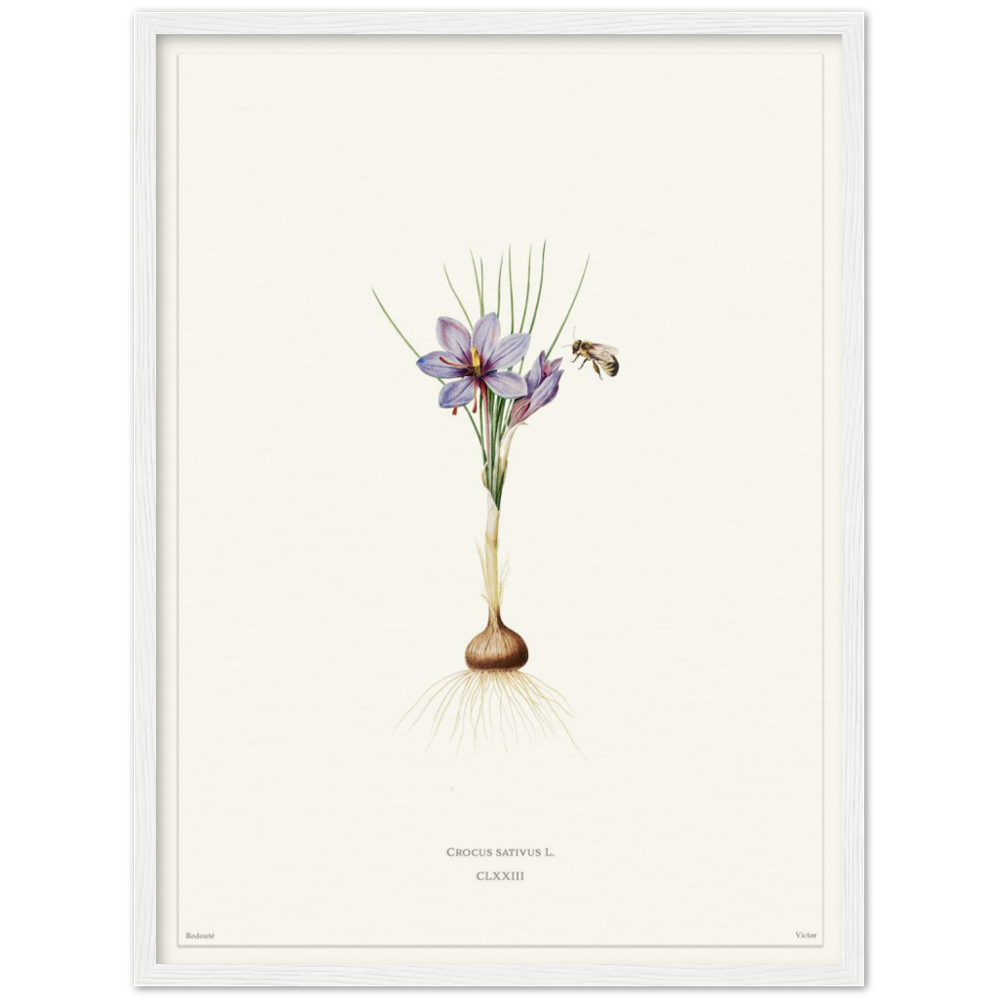 Saffron crocus by Redouté, édition blanc CLXXIII
