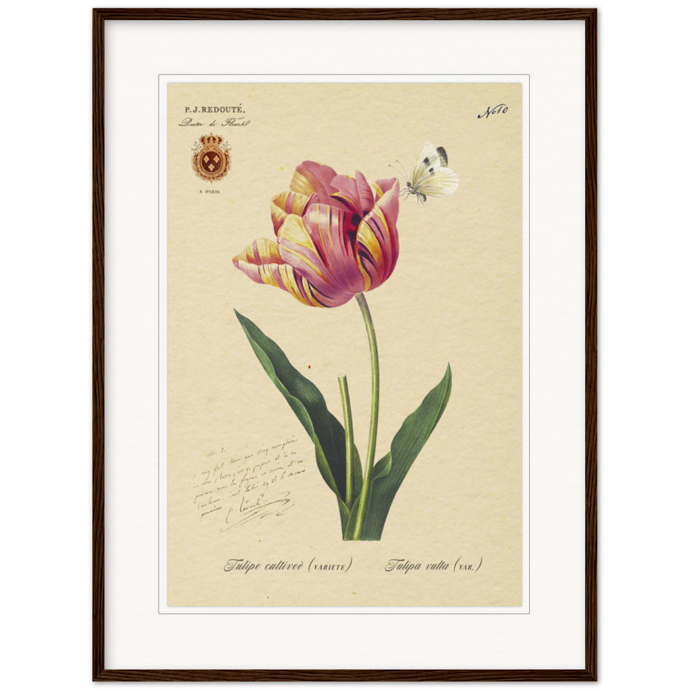 Triumph Tulip